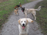 tess, mees, keiko en luna